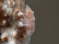  This photo cryptic shrimp trying disguise himself soft coral. Taken Anilao Batangas coral  